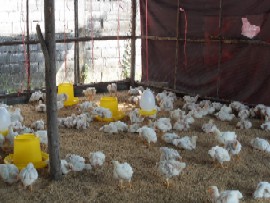 Les poulets, une ressource pour une �cole rurale en Tha�lande.