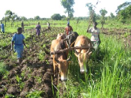 Draft animals in Uganda